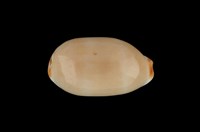 藏品(雨絲寶螺)的圖片